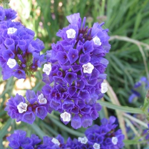 Saraturica albastra (5 g) seminte Limonium sinuatum rezistenta la seceta, flori albastre pentru uscare, Kertimag - Img 4