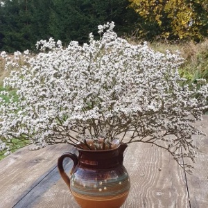 Saraturica perena (0,2 g) seminte Limonium tataricum, flori albe pentru uscare si stancarii, Kertimag - Img 5