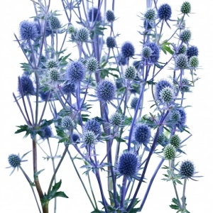 Scai vanat - Mikolajek Plaskolistny (0,2 g) seminte Eryngium planum, ciulini albastru-violet metalic, Legutko