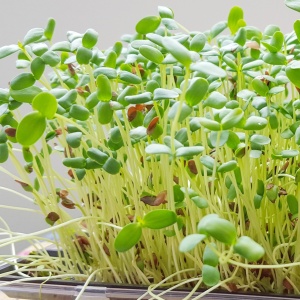 Seminte pentru germeni de Broccoli (20 g) seminte pentru germeni si microplante hranitoare, Kertimag