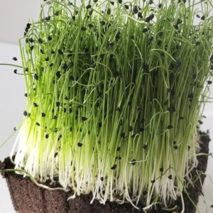 Seminte pentru germeni de Praz (15 g) germeni aromati benefici pentru sistemul imunitar, Kertimag
