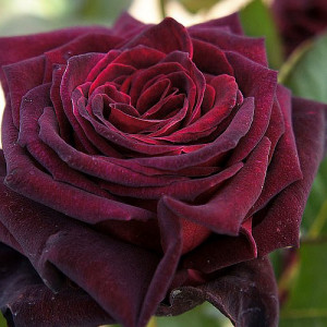 Trandafir Black Baccara (1 butas), trandafiri pepiniera, flori compacte, culoare rosu foarte inchis - Img 2