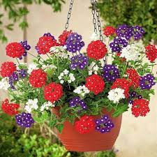 Verbena curgatoare mix (0,4 g), seminte verbina curgatoare, flori mari, combinatie superba de culori, Opal