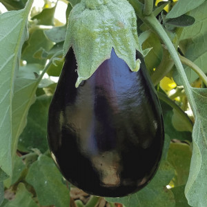 Vinete Nero (1 g), seminte soi timpuriu, vinete productive, negre, Kertimag