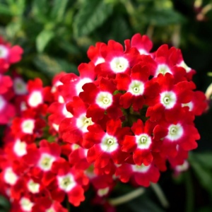 Werbena ogrodowa (0,3 g) seminte Verbena hybrida nana, flori superbe rosii cu ochi albi, Legutko
