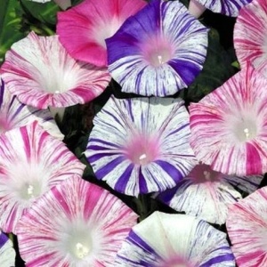 Zorele urcatoare Arlequin (1 g) seminte Ipomoea purpurea cataratoare, flori superbe dungate, Legutko