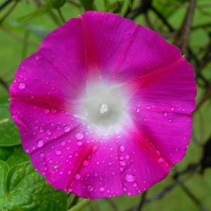 Floare de zorele culoare roșu-magenta