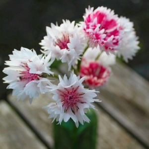 Albastrele Classic Romantic - Chaber Blawatek (1 g) seminte Centaurea cyanus cu flori in nuante de roz, Legutko - Img 4