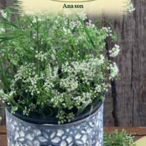 Anason (1 g), seminte planta aromatica Pimpinella anisum, parfum intens, Agrosem - Img 2