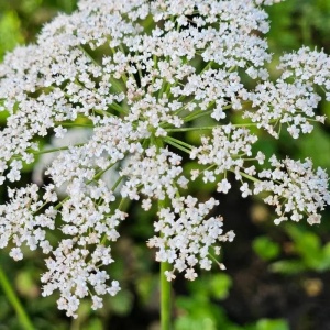 Anason (2 g) seminte planta aromatica Pimpinella anisum, aroma intensa, Kertimag - Img 1