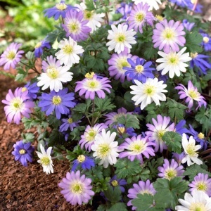 Anemone Blanda mixed (15 bulbi) bulbi anemone delicate, flori asemanatoare margaretelor, diverse culori, Kertimag - Img 2