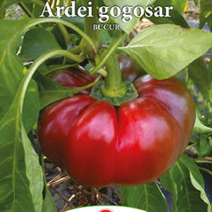 Ardei gogosar Bucur (0,3 g), seminte gogosar soi timpuriu, rosu intens, dulce, Prima Sementi - Img 4