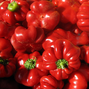 Ardei gogosar Creolica (0,3 g), seminte gogosar soi semitimpuriu, rosu intens, productiv, Agrosem