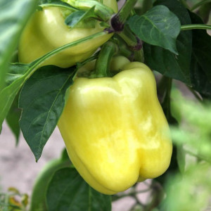Ardei gras Getic (0,3 g), seminte soi timpuriu romanesc, productiv, Agrosem - Img 1