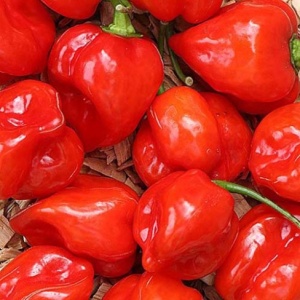 Ardei iute Habanero rosu (20 seminte) ardei extrem de iute, aroma deosebita, fructata, Kertimag