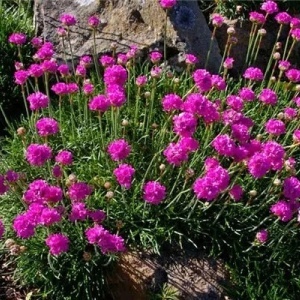Armeria Morning Star (0,2 g) seminte Armeria maritima flori rotunde roz-violet intens, frunzis vesnic verde, Opal - Img 3