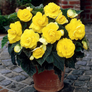 Begonie Double Yellow (3 bulbi), bulbi begonii flori batute, galbene, Agrosem - Img 2