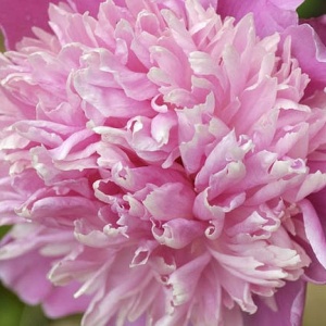 Bujori Pink (1 bulb) bulbi bujori chinezesti flori parfumate mari, batute, culoare roz delicat, Kertimag - Img 3
