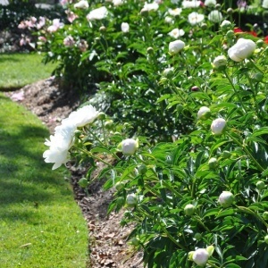 Bujori White (1 bulb) bulbi bujori chinezesti flori parfumate mari, batute, culoare alba, Kertimag - Img 4