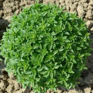 Busuioc mic Greco a Palla (0,4 g), seminte planta aromatica Ocimum basilicum, busuioc grecesc tufa mica, frunze verzi, foarte parfumate, Agrosem