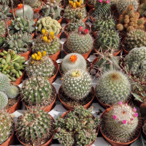 Cactus mix (0,05 g), seminte planta perena cactus mic, forme, culori diferite, Agrosem