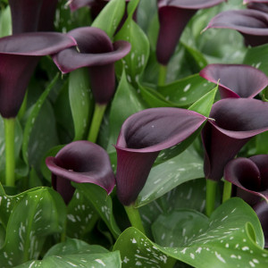 Cala Cantor (1 bulb), bulbi Zantedeschia, cala deosebita, culoare neagra, Agrosem - Img 2