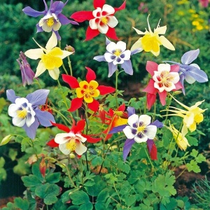 Caldarusa mix (0,25 g) seminte Aquilegia vulgaris perena, flori cu forma unica, multicolore, Kertimag - Img 4
