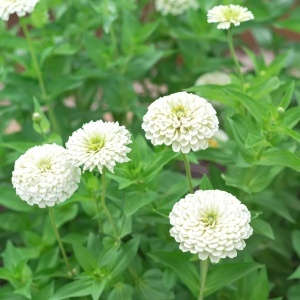 Carciumarese albe (2 g) seminte Zinnia elegans, flori mari, batute, albe, luminoase, Kertimag - Img 3