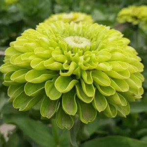 Carciumarese mari verzi (0,5 g), seminte plante ornamentale Zinnia elegans, carciumarese flori mari batute, verzi, Agrosem