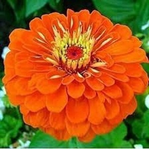 Carciumarese portocalii (2 g) seminte Zinnia elegans, flori mari, batute, portocaliu aprins, Kertimag - Img 2