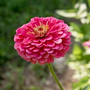 Carciumarese Roz Illumination Pink - Cynia Wytworna Daliowa (1 g) seminte Zinnia elegans cu flori mari roz luminos, Legutko - Img 3