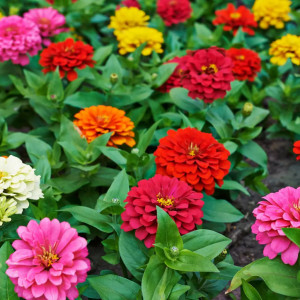 Carciumarese Uriase de California (0,7 g), seminte plante ornamentale Zinnia elegans, flori batute, amestec de culori, Mefim Agro