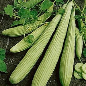 Castraveti Banana (1,5 g) seminte castraveti exotici crocanti, gustosi, rezistenti la seceta, Kertimag