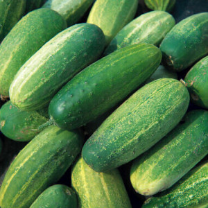 Castraveti cornichon Libelle F1 (2 g), seminte hibrid semitimpuriu productiv, Agrosem