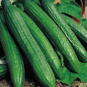 Castraveti lungi Long China (1,5 g), seminte soi timpuriu, viguros, fructe crocante, Agrosem - Img 1
