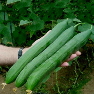 Castraveti Lungo Ortolani (3 g), seminte soi mediu-tardiv, fructe lungi, gust intens, Prima Sementi - Img 1
