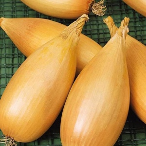 Ceapa Tosca (2 g) seminte soi deosebit de ceapa alungita, pulpa alba suculenta, gust moderat-iute, aromata, Kertimag