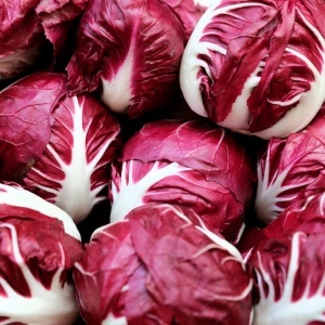 Cicoare Palla Rossa 3 (0,5 g) seminte Cichorium intybus, salata soi italian clasic, frunze rosu intens, gust amarui, Legutko - Img 3