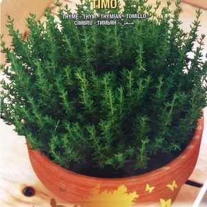 Cimbru (0,4 g), seminte planta aromatica perena, cimbru de gradina, Prima Sementi - Img 3