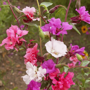 Clarkia mix (0,4 g), seminte planta ornamentala anuala Clarkia unguiculata, flori colorate simple sau duble, Agrosem