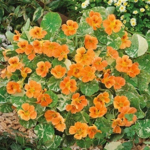 Coltunasi pitici Alaska Salmon Orange (3 g) seminte Tropaeolum majus nanum, Condurul Doamnei cu flori portocaliu-somon, Legutko
