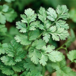 Coriandru (2 g) seminte planta aromatica, parfum usor de lamaie, Kertimag - Img 2