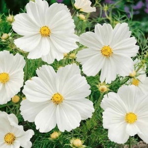 Prim plan cu flori albe de Cosmos Sensation Purity