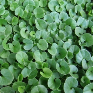 Covor verde (50 g) seminte Dichondra repens, planta perena taratoare, inlocuitoare de gazon, Kertimag - Img 2