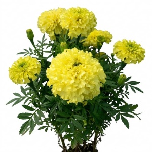 Craite Africane galbene - Aksamitka Wzniesiona (1 g) seminte Tagetes erecta, craite inalte cu flori galben-lemon, Legutko