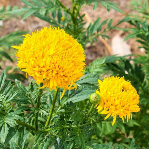 Craite inalte Fantastic (0,2 g), seminte planta ornamentala Tagetes erecta, flori mari, petale ondulate, galben-aurii, Agrosem