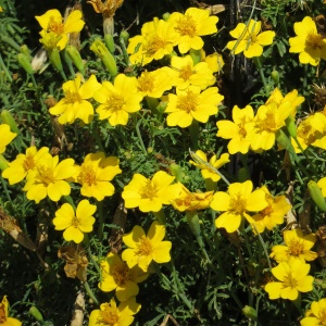 Craite Lulu (0,3 g) seminte Tagetes tenuifolia, craite fine cu flori mici galben-canar, parfum de citrice, Legutko