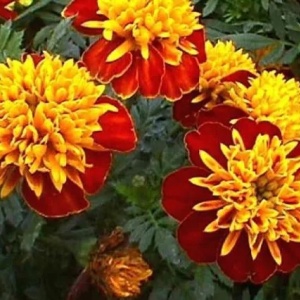 Craite Orange Flame - Aksamitka Rozpierzchla (1 g) seminte Tagetes patula nana, craite frantuzesti pitice, flori batute bicolore, Legutko - Img 3