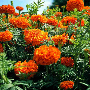 Craite pitice portocalii (1 g), seminte planta ornamentala Tagetes erecta, Kertimag - Img 2