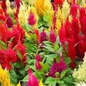 Creasta Cocosului plumosa mix (0,5 g) seminte Celosia plumosa, flori bogate, culori aprinse, Opal
